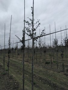 Crataegus media 'Paul's Scarlet' 6-8 Hoogstam wortelgoed - afbeelding 4