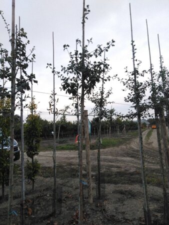 Crataegus media 'Paul's Scarlet' 6-8 Hoogstam wortelgoed - afbeelding 2