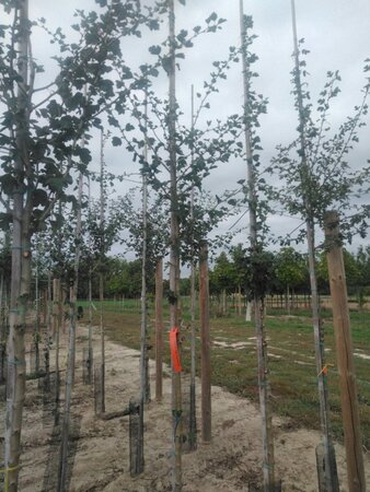 Crataegus media 'Paul's Scarlet' 6-8 Hoogstam wortelgoed - afbeelding 1