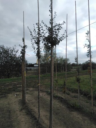 Crataegus media 'Paul's Scarlet' 6-8 Hoogstam wortelgoed - afbeelding 3