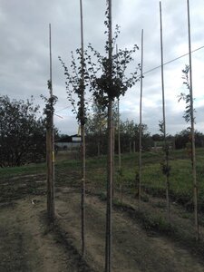 Crataegus media 'Paul's Scarlet' 6-8 Hoogstam wortelgoed - afbeelding 3