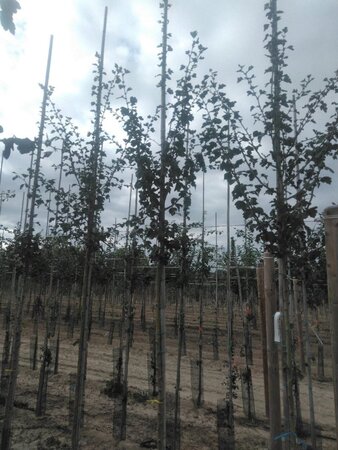 Crataegus media 'Paul's Scarlet' 8-10 Hoogstam wortelgoed - afbeelding 1