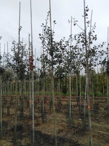 Crataegus media 'Paul's Scarlet' 8-10 Hoogstam wortelgoed - afbeelding 3