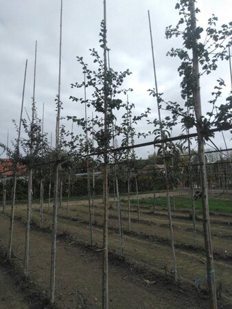 Crataegus media 'Paul's Scarlet' 8-10 Hoogstam wortelgoed - afbeelding 4