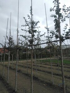 Crataegus media 'Paul's Scarlet' 8-10 Hoogstam wortelgoed - afbeelding 4