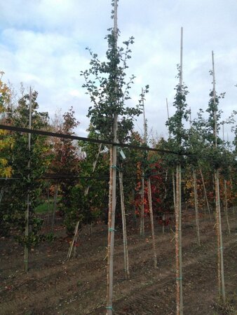 Crataegus media 'Paul's Scarlet' 8-10 Hoogstam wortelgoed - afbeelding 6