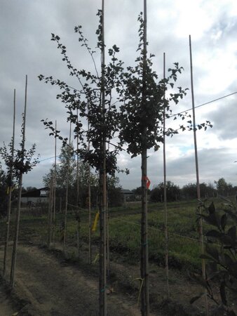 Crataegus media 'Paul's Scarlet' 8-10 Hoogstam wortelgoed - afbeelding 2