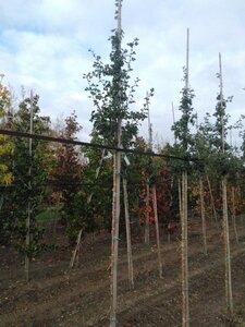 Crataegus media 'Paul's Scarlet' 8-10 STA4 BR - image 6