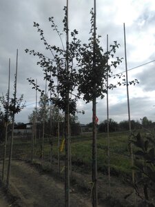 Crataegus media 'Paul's Scarlet' 8-10 STA4 BR - image 2