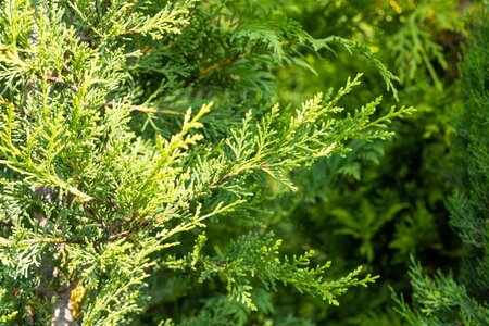 Cupressocyparis l. 'Castlewellan Gold' 80-100 cm cont. 4,0L