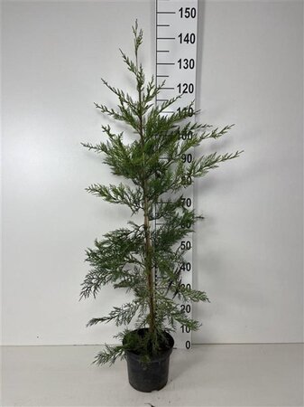 Cupressocyparis leylandii 100-125 cm cont. 4,0L - afbeelding 4