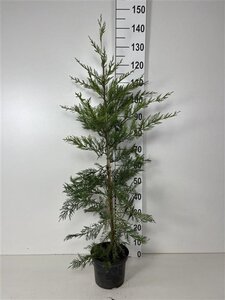 Cupressocyparis leylandii 100-125 cm cont. 4,0L - afbeelding 4