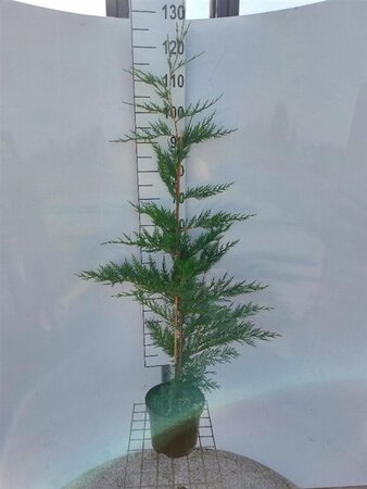 Cupressocyparis leylandii 100-125 cm cont. 4,0L - afbeelding 5