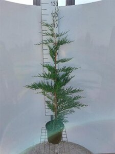 Cupressocyparis leylandii 100-125 cm cont. 4,0L - afbeelding 5