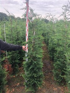 Cupressocyparis leylandii 175-200 cm met kluit - afbeelding 5