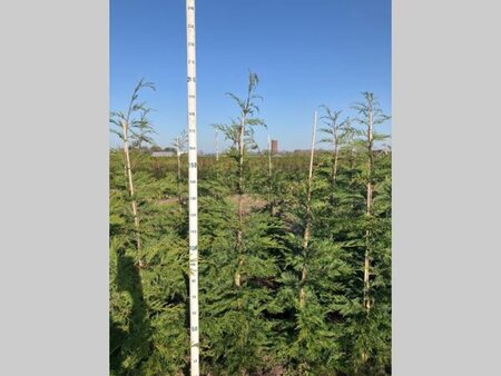 Cupressocyparis leylandii 175-200 cm met kluit - afbeelding 4