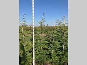 Cupressocyparis leylandii 175-200 cm met kluit - afbeelding 4