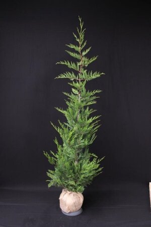 Cupressocyparis leylandii 175-200 cm met kluit - afbeelding 2