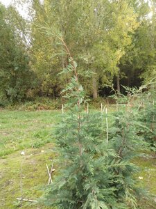 Cupressocyparis leylandii 175-200 cm met kluit - afbeelding 7