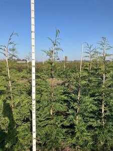 Cupressocyparis leylandii 175-200 cm met kluit - afbeelding 3