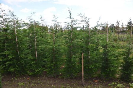Cupressocyparis leylandii 175-200 cm met kluit - afbeelding 9