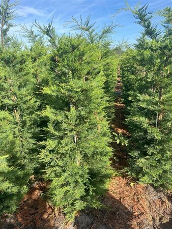Cupressocyparis leylandii 175-200 cm met kluit - afbeelding 13