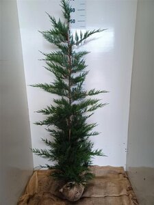 Cupressocyparis leylandii 175-200 cm RB - image 4