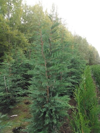 Cupressocyparis leylandii 200-250 cm met kluit - afbeelding 4