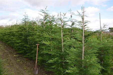 Cupressocyparis leylandii 200-250 cm RB - image 5