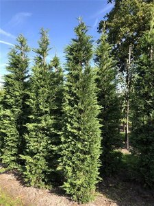 Cupressocyparis leylandii 250-300 cm draadkluit - afbeelding 4