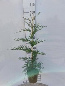 Cupressocyparis leylandii 80-100 cm cont. 4,0L - afbeelding 6