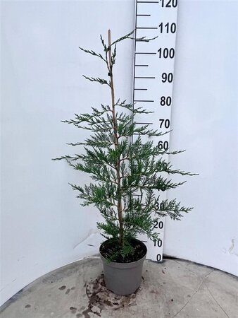 Cupressocyparis leylandii 80-100 cm cont. 4,0L - afbeelding 6