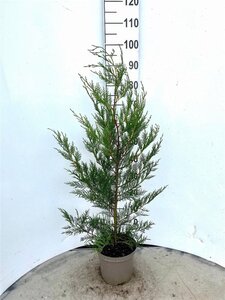 Cupressocyparis l. 'Tweeduizendéén' 80-100 cm cont. 4,0L