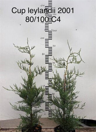 Cupressocyparis l. 'Tweeduizendéén' 80-100 cm cont. 4,0L