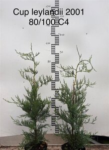 Cupressocyparis l. 'Tweeduizendéén' 80-100 cm cont. 4,0L