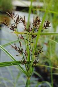 Cyperus longus geen maat specificatie 0,55L/P9cm