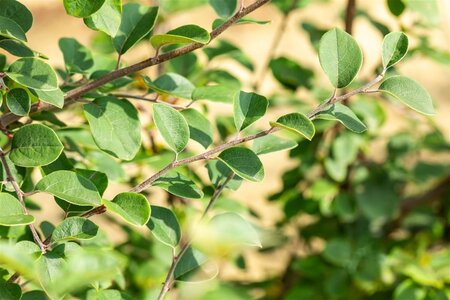 Cydonia o. 'Leskovacka' 2jr. A kwal. BAG bushes - image 2