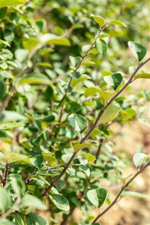 Cydonia o. 'Leskovacka' 2jr. A kwal. BAG bushes - image 5