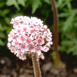 Darmera peltata geen maat specificatie 0,55L/P9cm - afbeelding 3