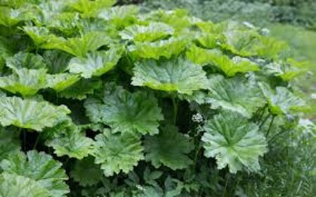 Darmera peltata geen maat specificatie 0,55L/P9cm - afbeelding 4