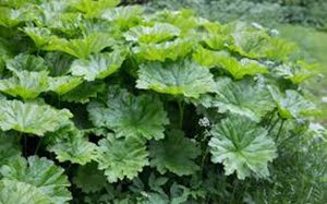 Darmera peltata geen maat specificatie 0,55L/P9cm - afbeelding 4