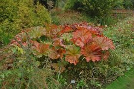 Darmera peltata geen maat specificatie 0,55L/P9cm - afbeelding 5