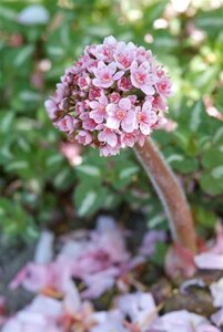 Darmera peltata geen maat specificatie 0,55L/P9cm - afbeelding 6
