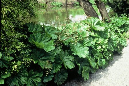 Darmera peltata geen maat specificatie 0,55L/P9cm - afbeelding 5