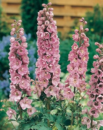 Delphinium (p) 'Astolat' geen maat specificatie 0,55L/P9cm - afbeelding 4