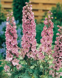 Delphinium (p) 'Astolat' geen maat specificatie 0,55L/P9cm - afbeelding 4