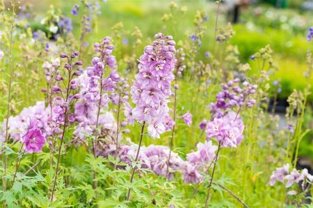 Delphinium (p) 'Astolat' geen maat specificatie 0,55L/P9cm - afbeelding 1