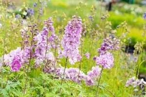 Delphinium (p) 'Astolat' geen maat specificatie 0,55L/P9cm