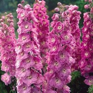 Delphinium (p) 'Astolat' geen maat specificatie 0,55L/P9cm - afbeelding 5