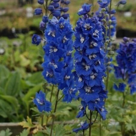 Delphinium (P) 'Blue Bird' geen maat specificatie 0,55L/P9cm - afbeelding 4